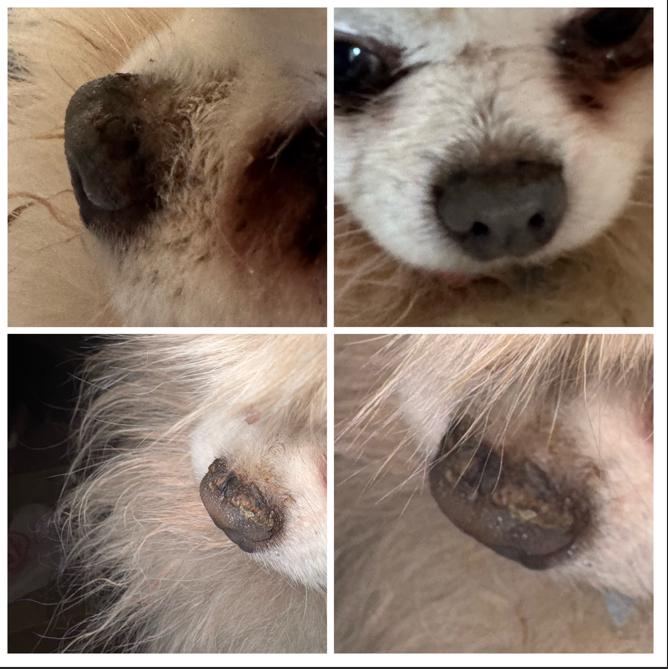 Dog Nose & Paw Balm - Natural Healing Butter