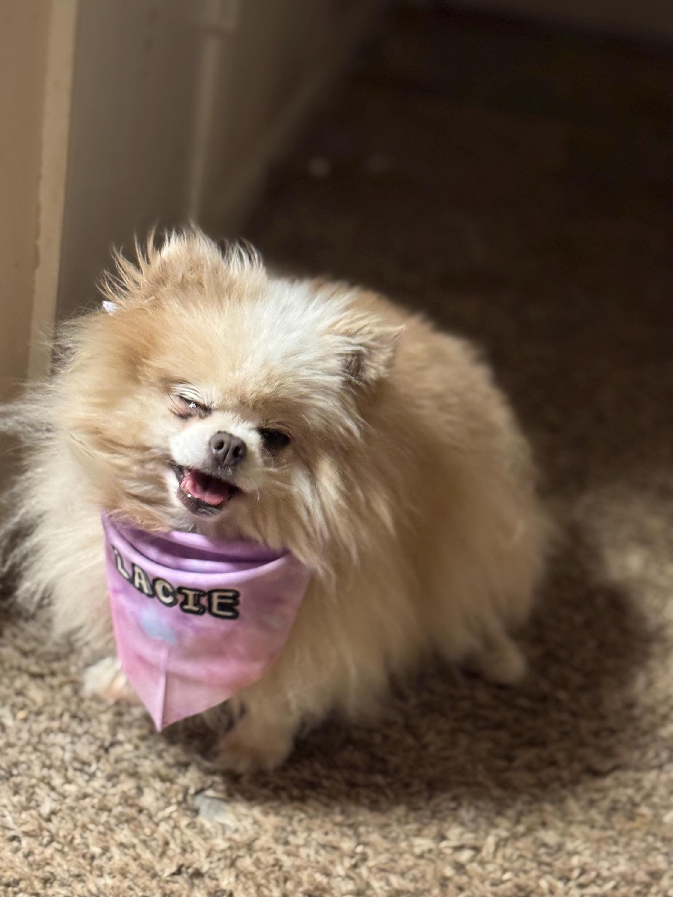 Custom Tie-On Dog Bandana - Personalized Pet Accessory