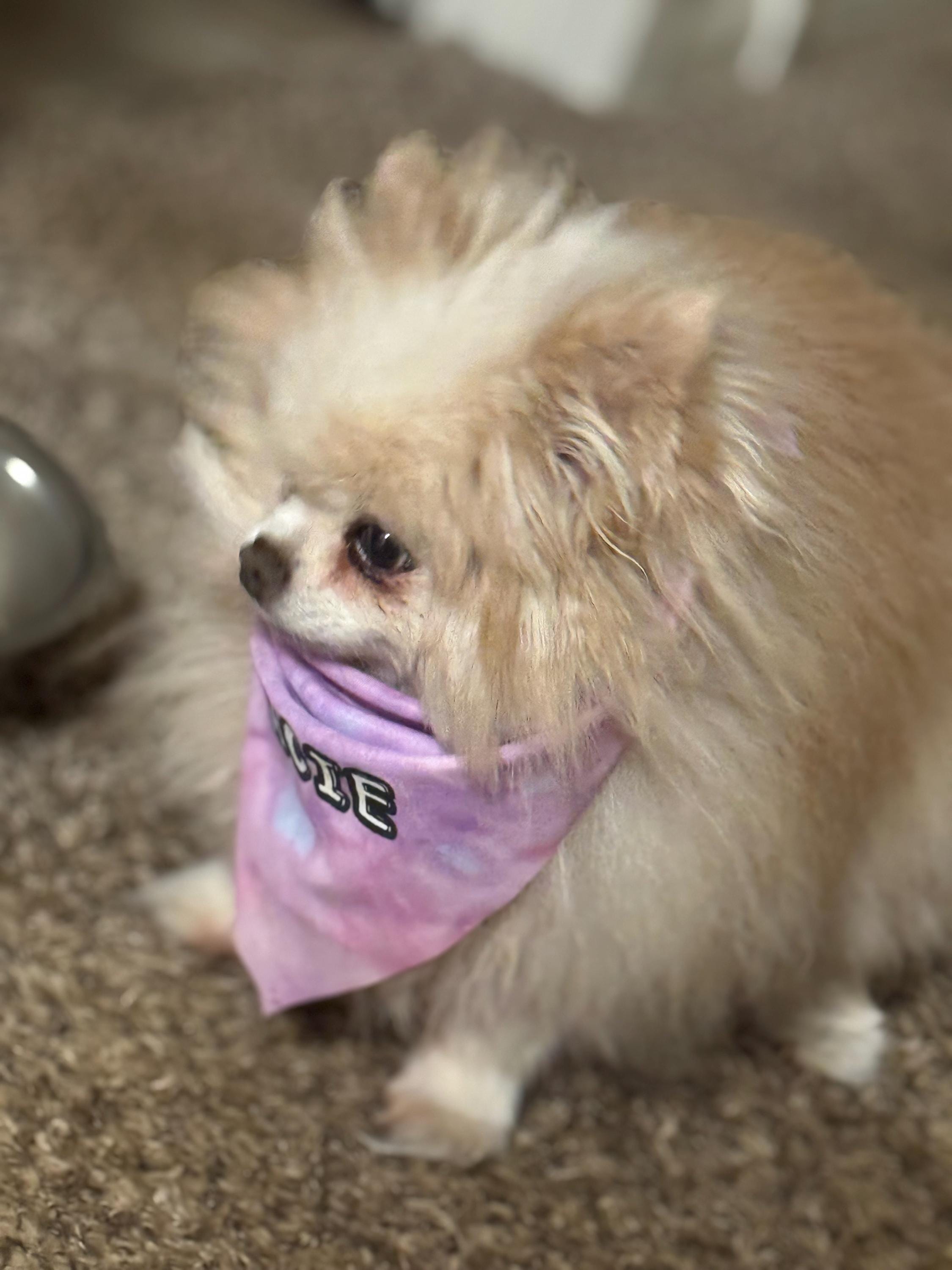 Custom Tie-On Dog Bandana - Personalized Pet Accessory